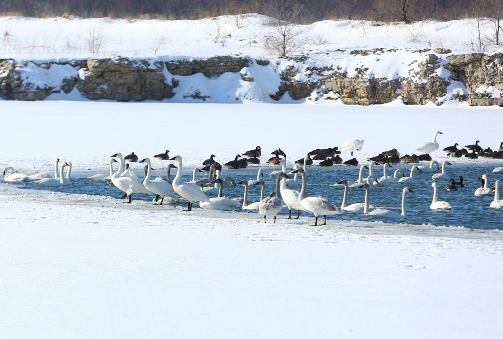 Swans at Fertile (1).jpg